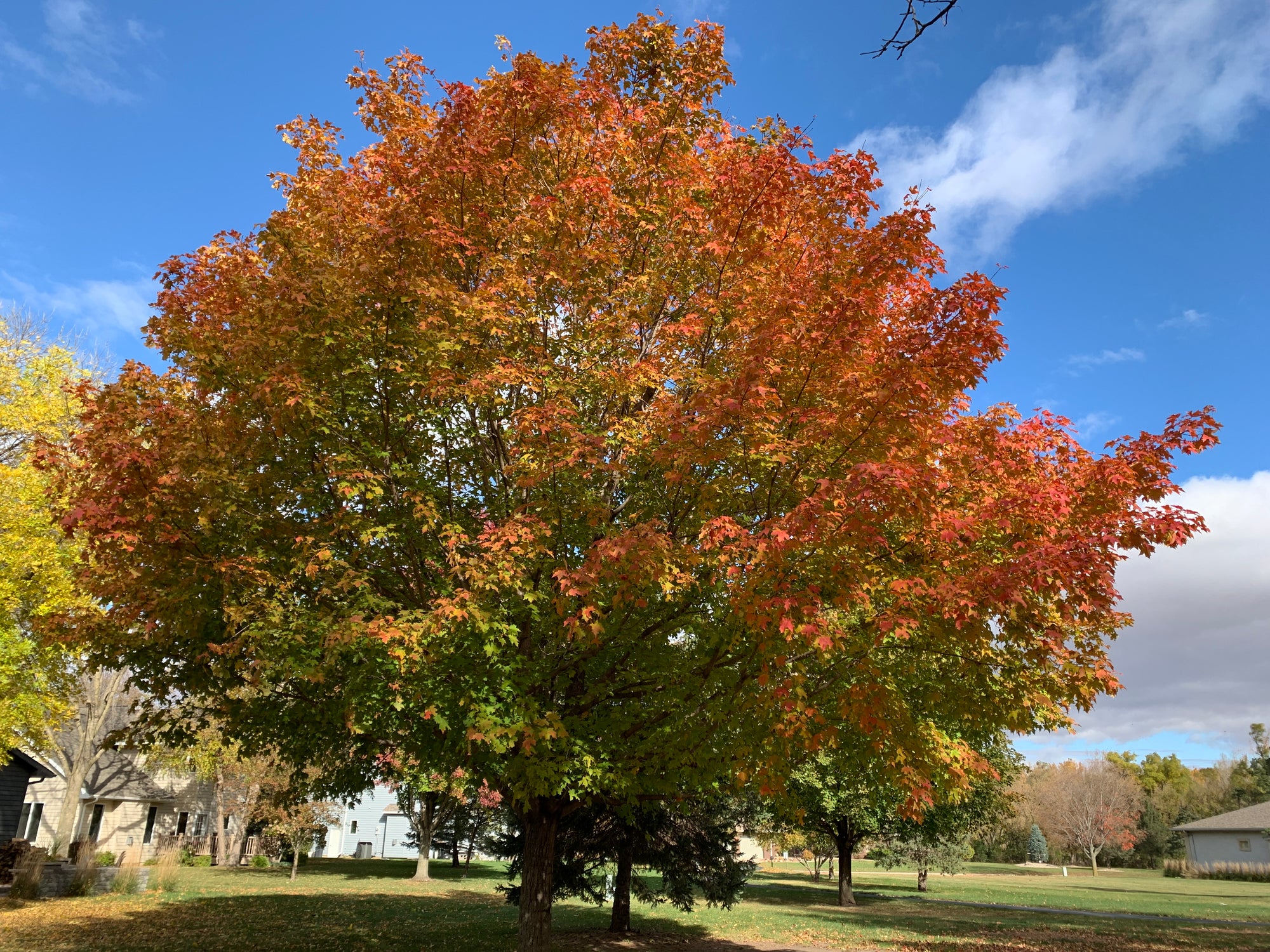
                photo of a tree with changing leaves, Fall Foliage
              